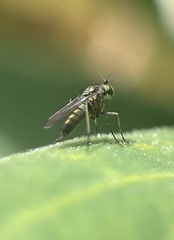 Diptera