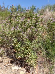 Eriodictyon crassifolium