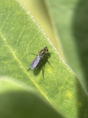 Diptera