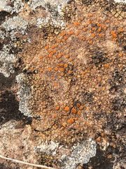 Xanthocarpia crenulatella