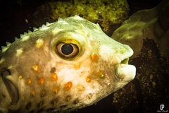Cyclichthys spilostylus