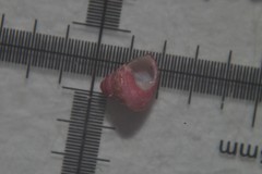 Jujubinus exasperatus