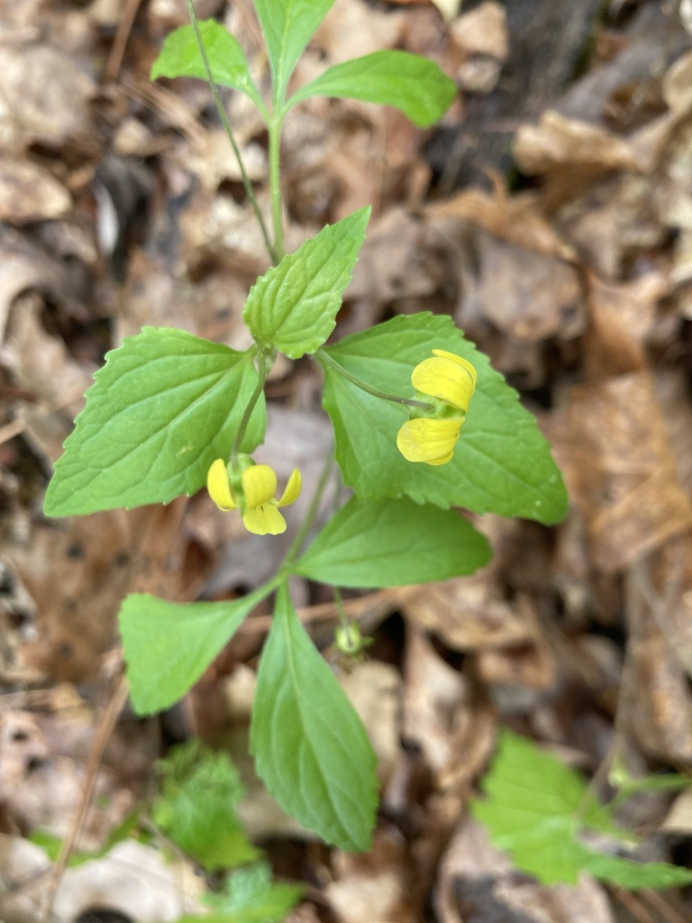 three-parted yellow violet