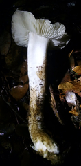 Tricholoma griseoviolaceum