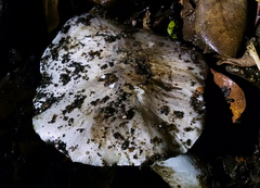 Tricholoma griseoviolaceum