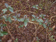 Phytomyza aprilina