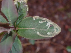 Phytomyza aprilina