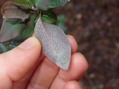 Phytomyza aprilina