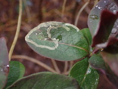 Phytomyza aprilina