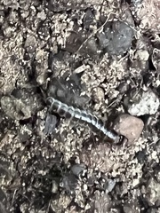 Zarhipis integripennis