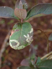 Phytomyza aprilina