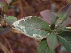 Phytomyza aprilina
