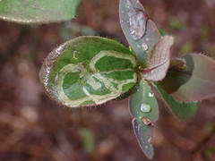 Phytomyza aprilina