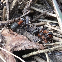 Formica rufa