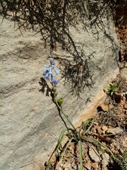 Brimeura amethystina