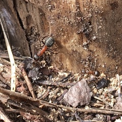 Formica rufa