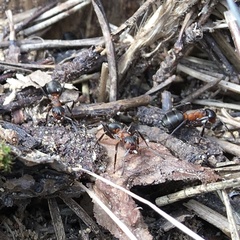 Formica rufa