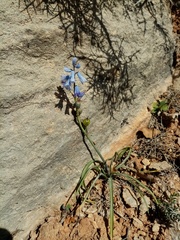 Brimeura amethystina