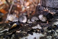 Hohenbuehelia grisea