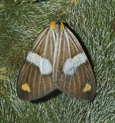 Nebulosa erymas