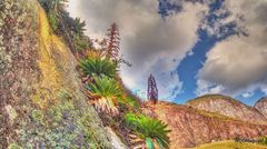 Alcantarea imperialis