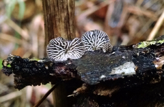 Hohenbuehelia grisea