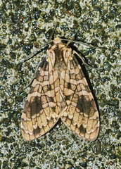 Elysius melanoplaga