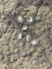 Scutellastra longicosta