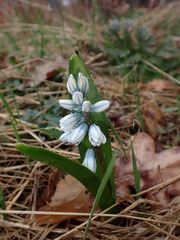Puschkinia scilloides