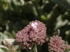 Eriodictyon traskiae