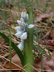 Puschkinia scilloides