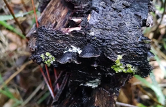 Hohenbuehelia grisea