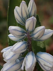 Puschkinia scilloides