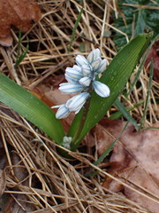 Puschkinia scilloides