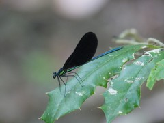 Calopteryx maculata image