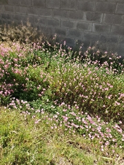 Oenothera speciosa