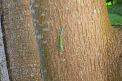 Phelsuma robertmertensi