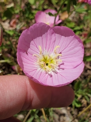 Oenothera speciosa