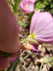 Oenothera speciosa