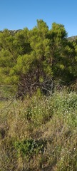 Adenostoma fasciculatum