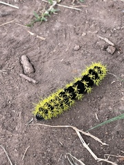 Leucanella viridescens