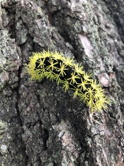 Leucanella viridescens