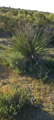 Yucca schidigera