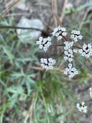Lomatium geyeri