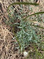 Lomatium geyeri