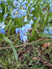 Scilla siberica