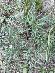 Lomatium geyeri
