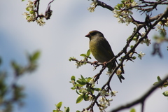 Chloris