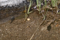 Pseudacris cadaverina