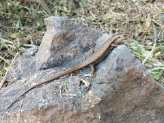 Trachylepis comorensis